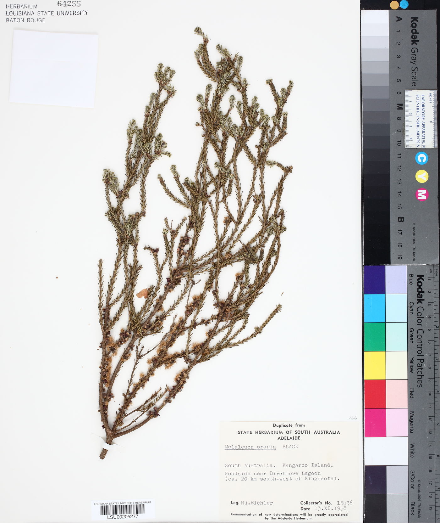 Melaleuca oraria image
