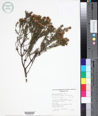 Image of Melaleuca pauperiflora