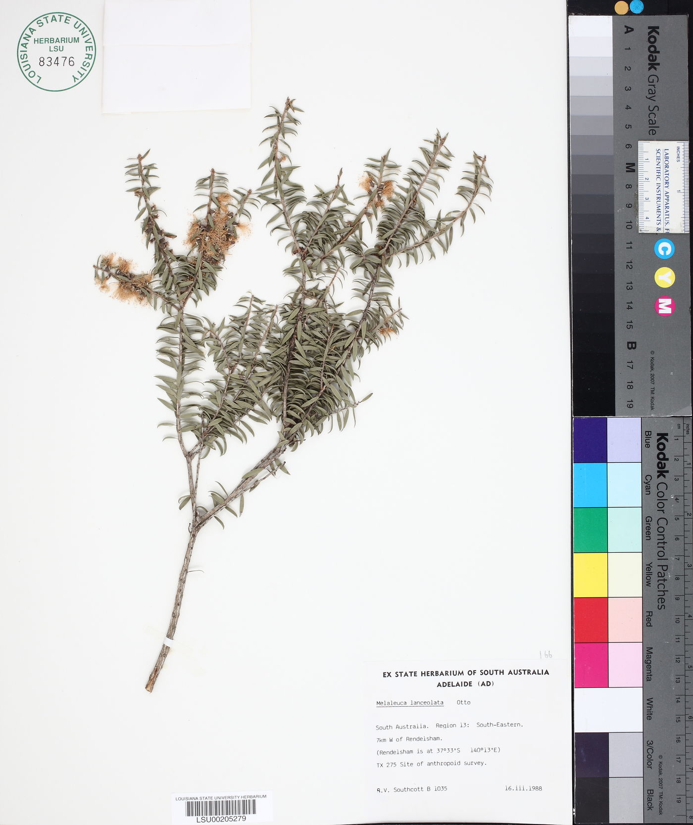 Melaleuca lanceolata image