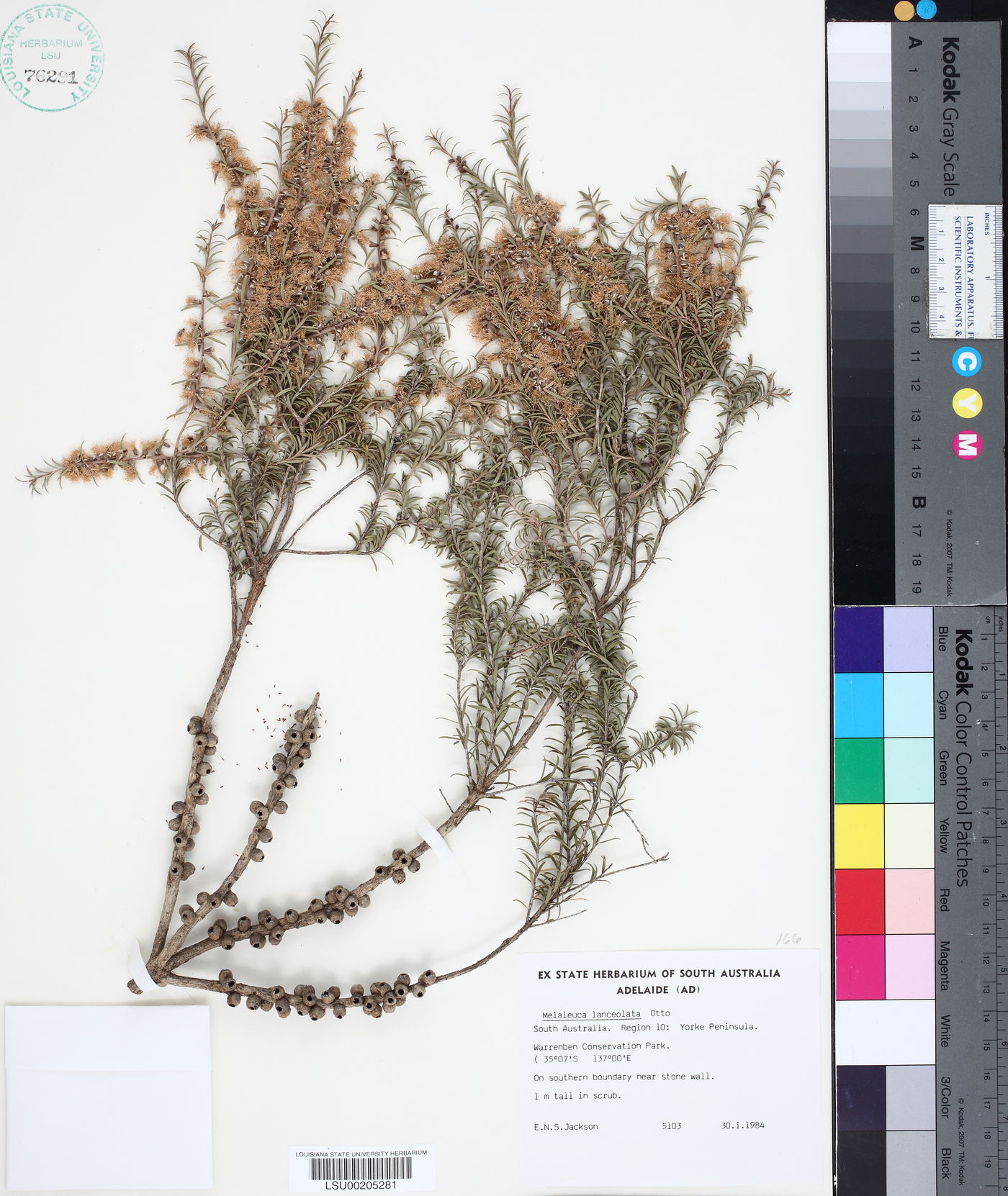 Melaleuca lanceolata image