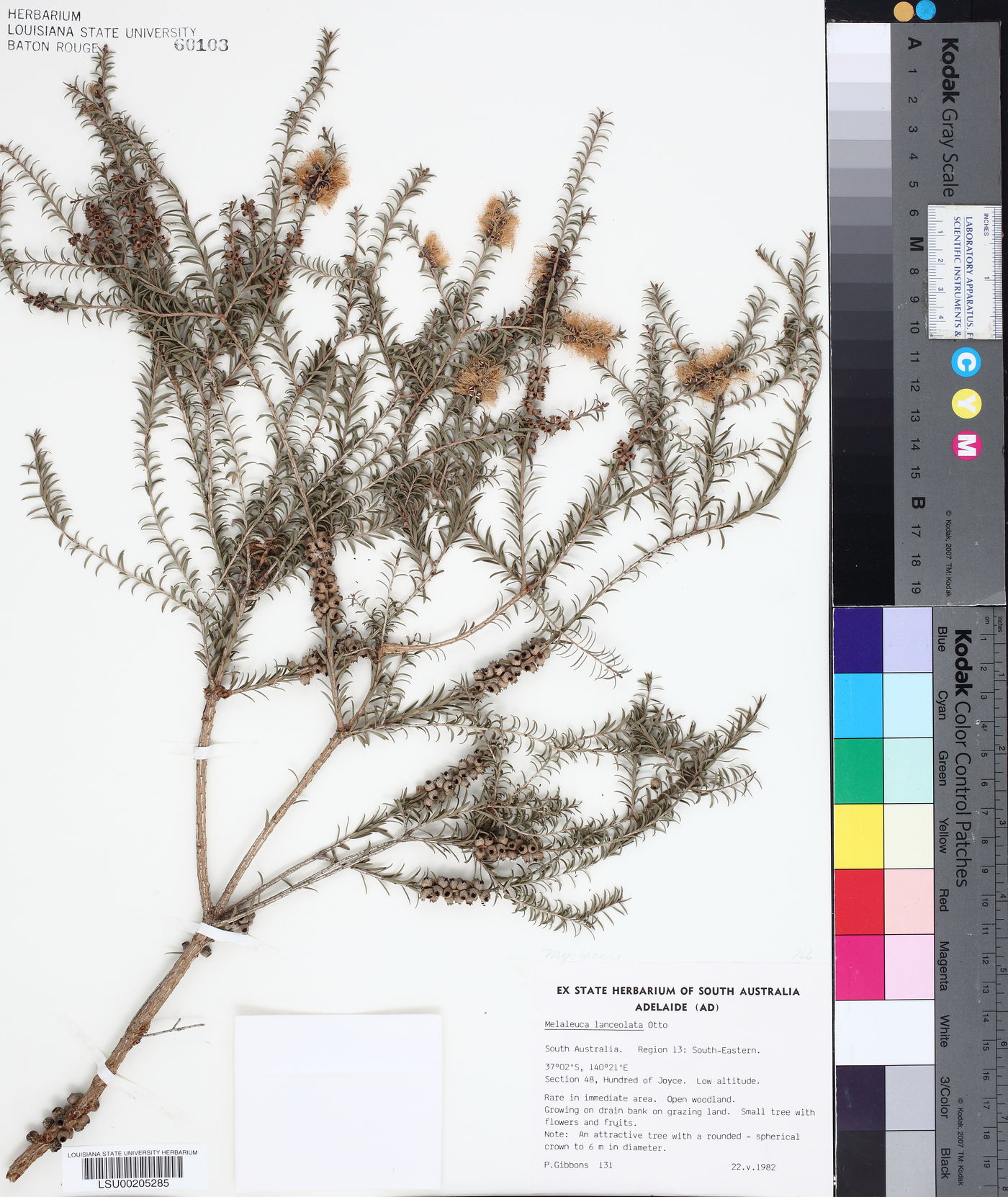 Melaleuca lanceolata image