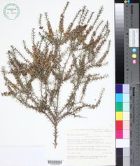 Melaleuca lanceolata image