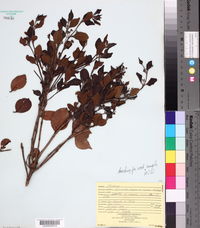 Myrcianthes fragrans var. hispidula image