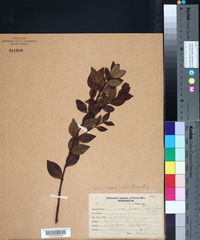 Siphoneugena densiflora image