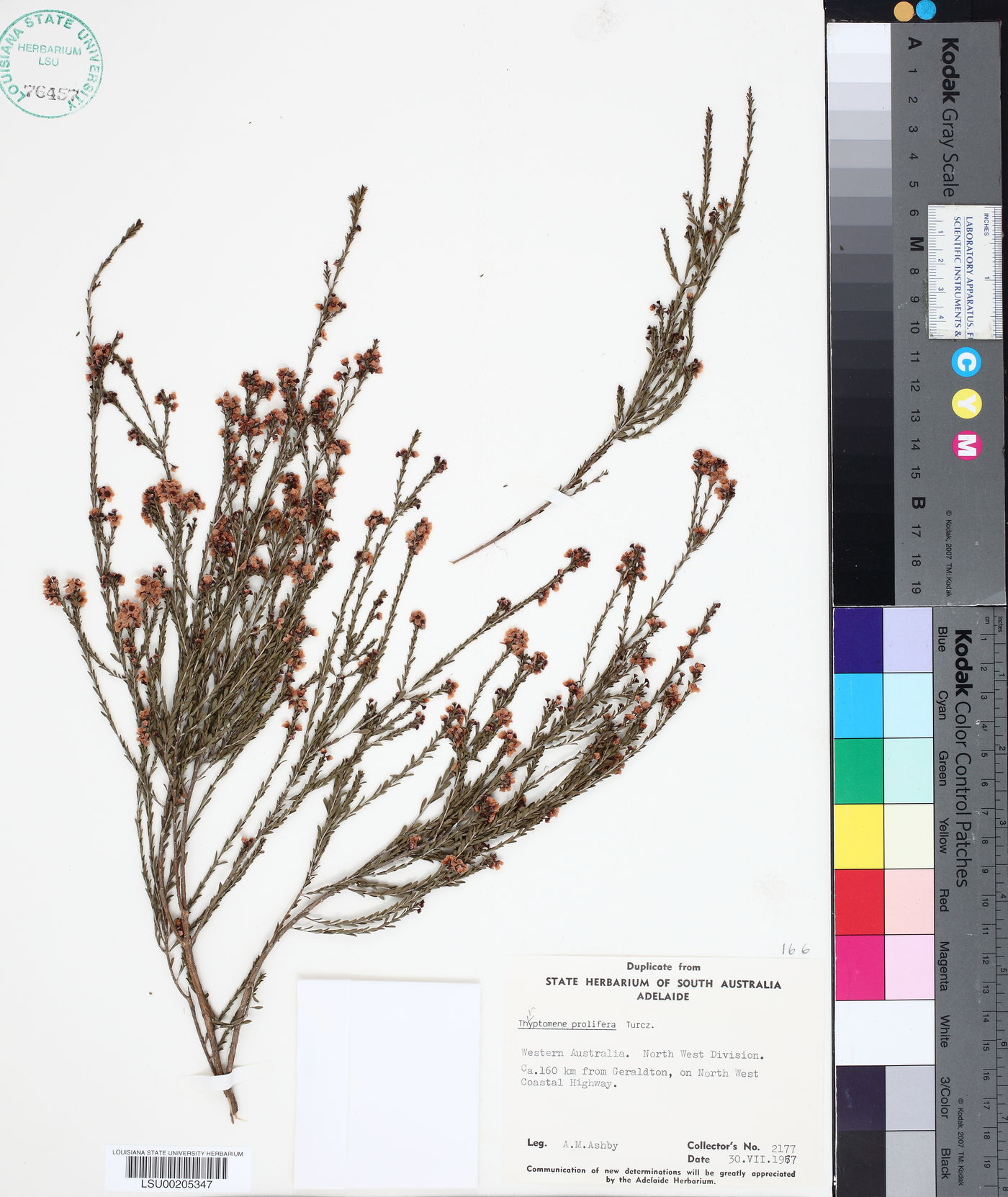 Thryptomene mucronulata image