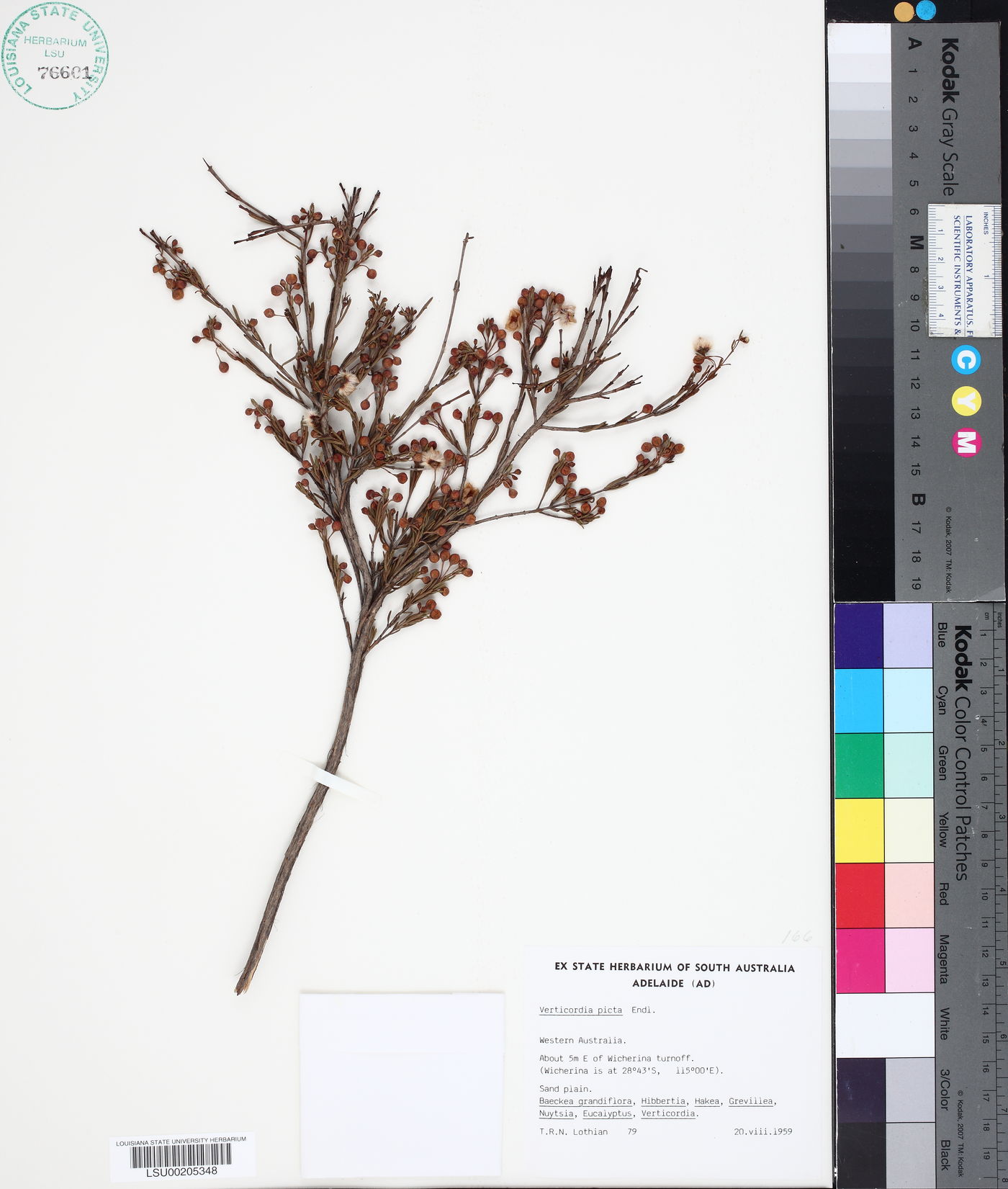 Verticordia picta image
