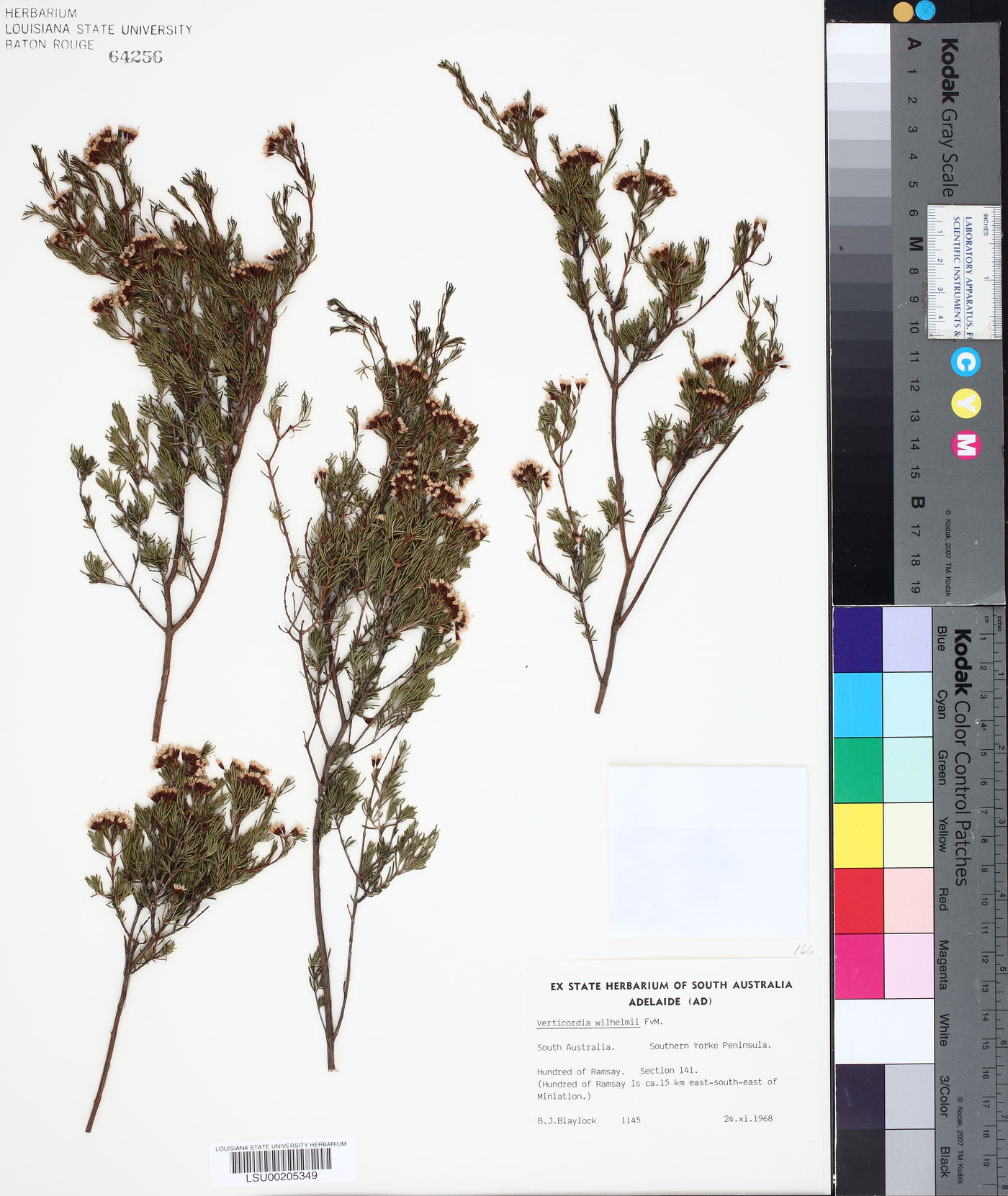 Homoranthus wilhelmii image