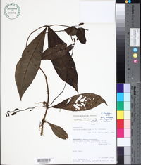 Image of Fuchsia glaberrima