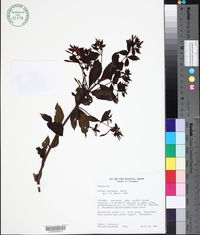 Image of Fuchsia hartwegii