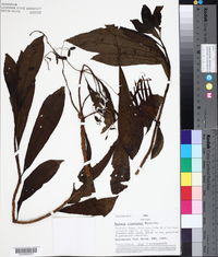 Fuchsia llewelynii image