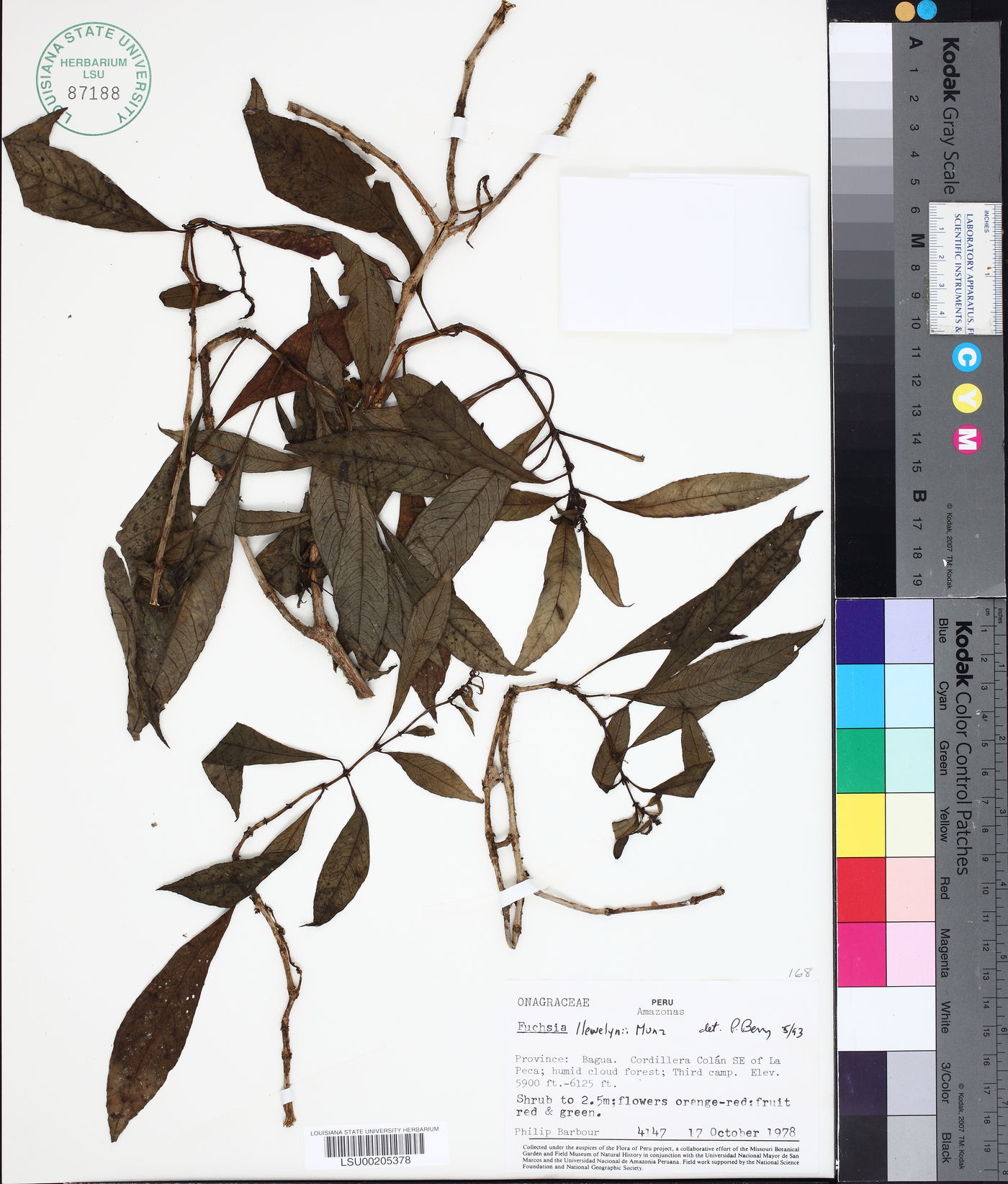 Fuchsia llewelynii image