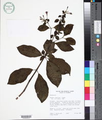 Image of Fuchsia nigricans