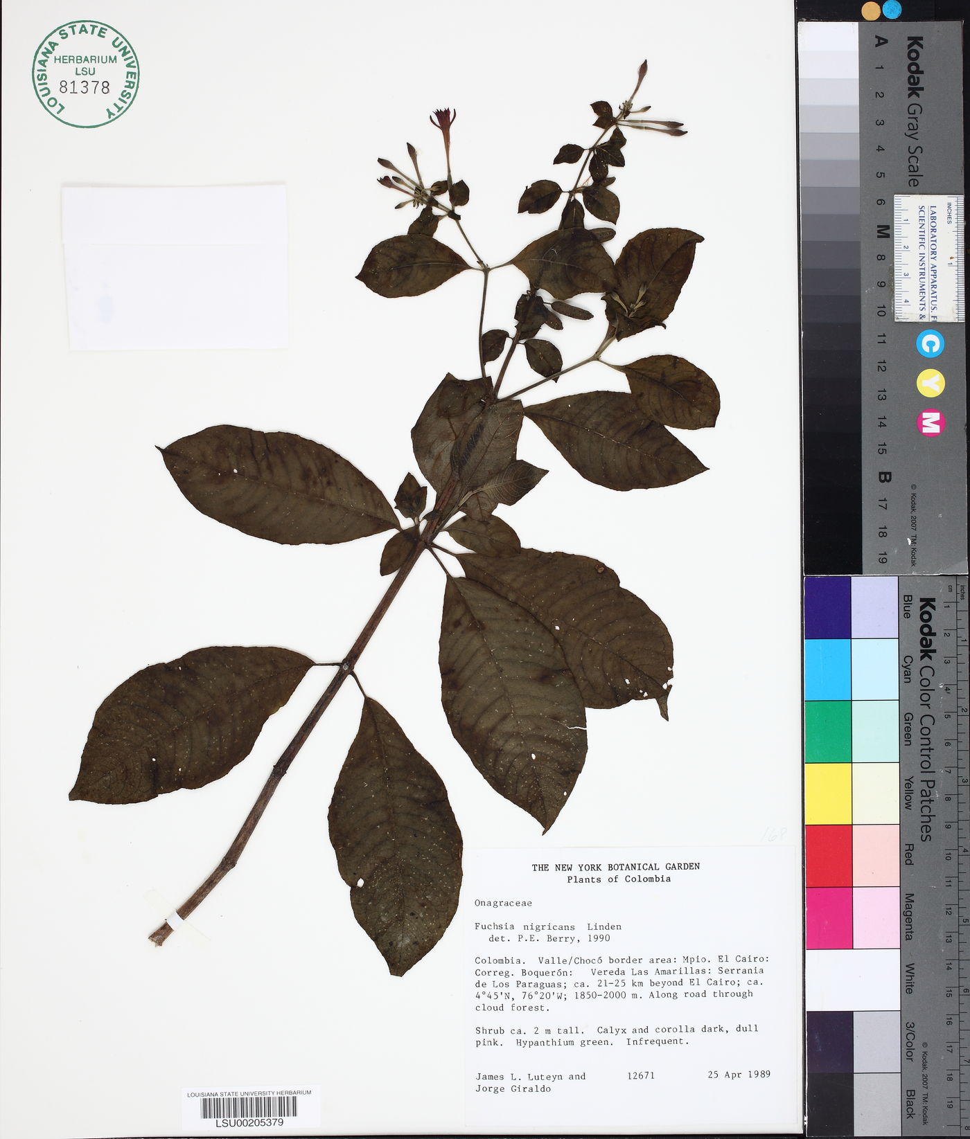 Fuchsia nigricans image