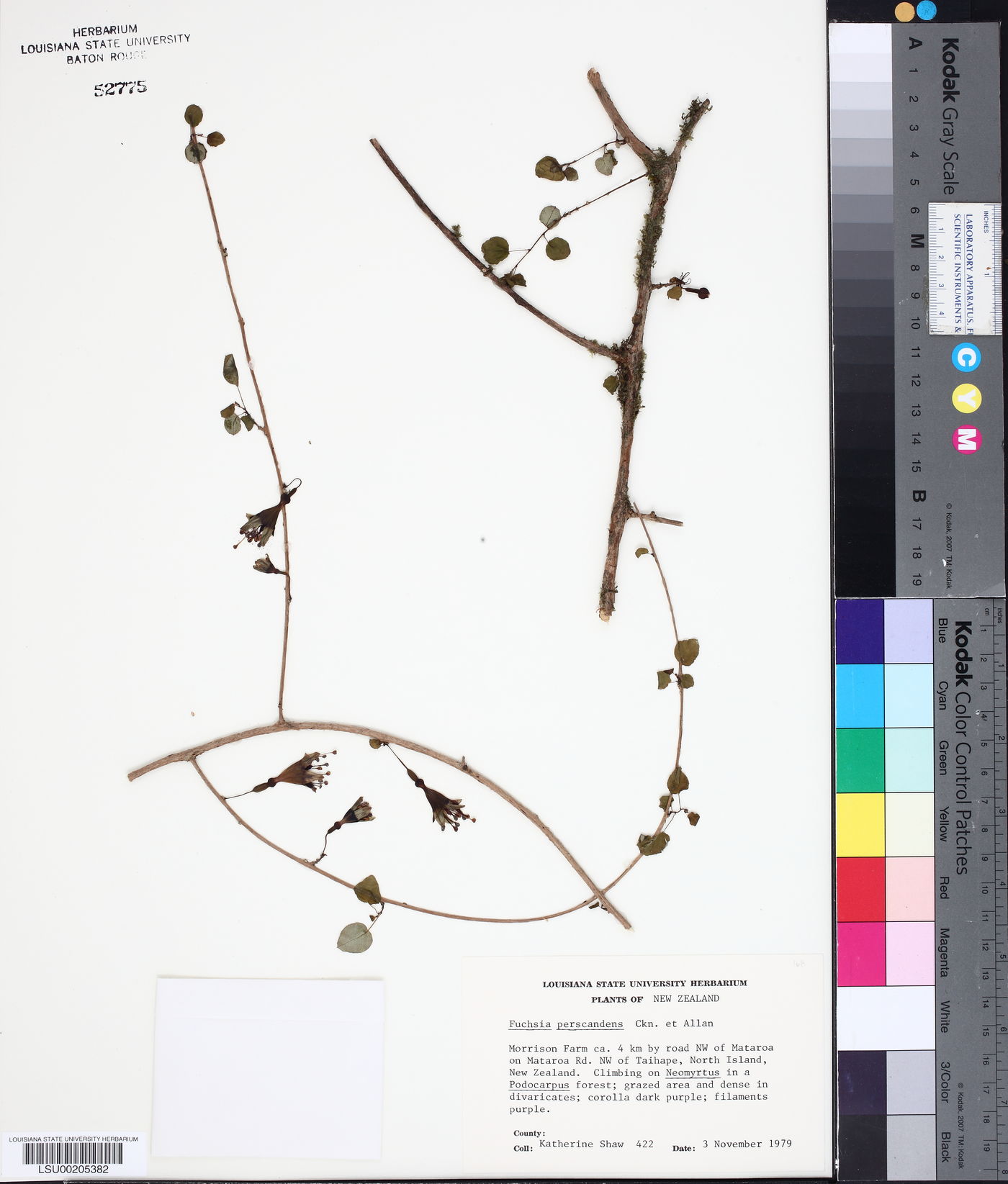 Fuchsia perscandens image