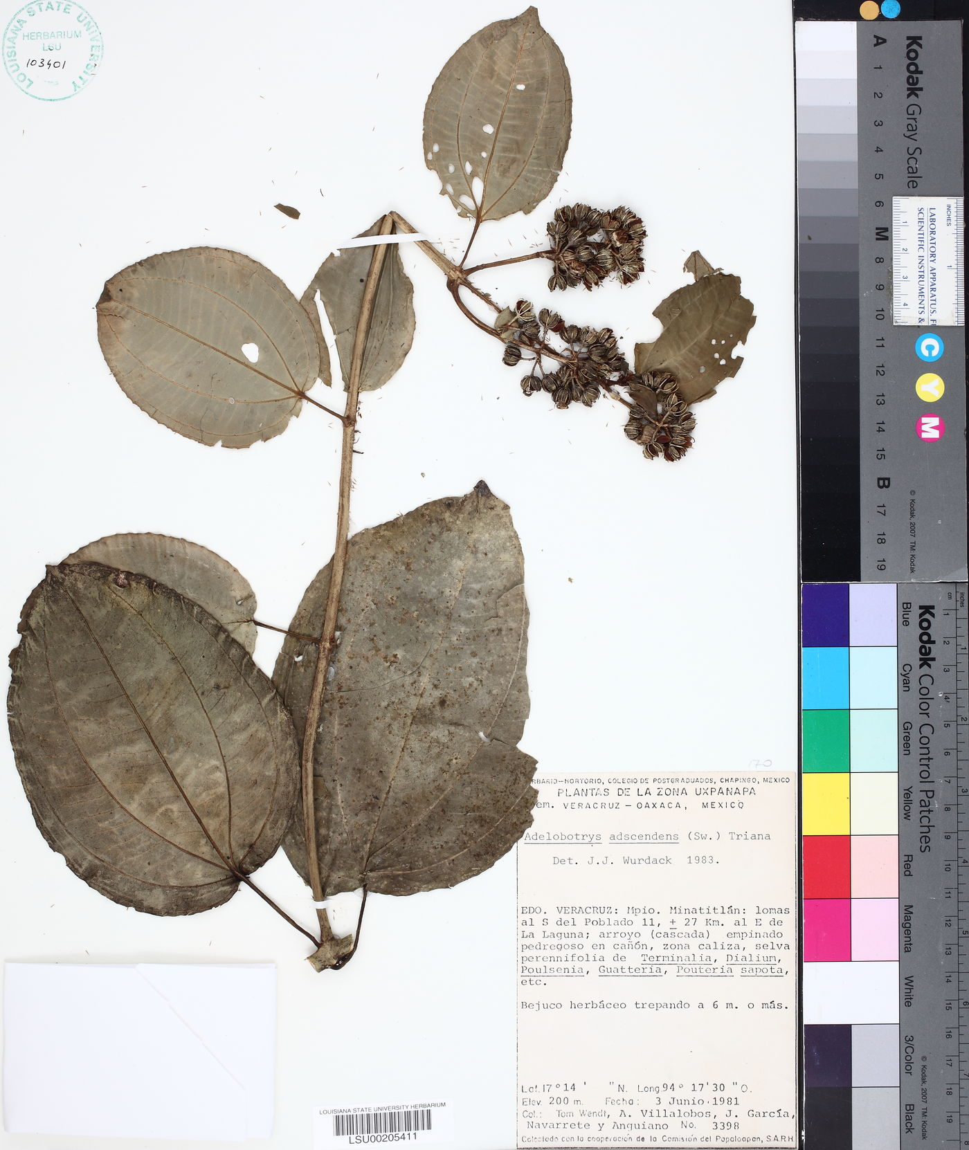 Adelobotrys adscendens image