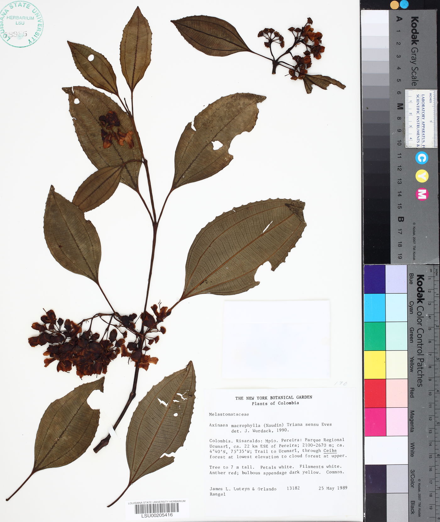 Axinaea macrophylla image