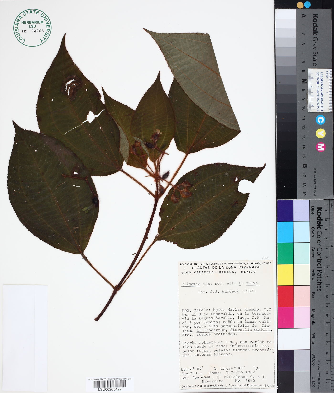 Clidemia fulva image