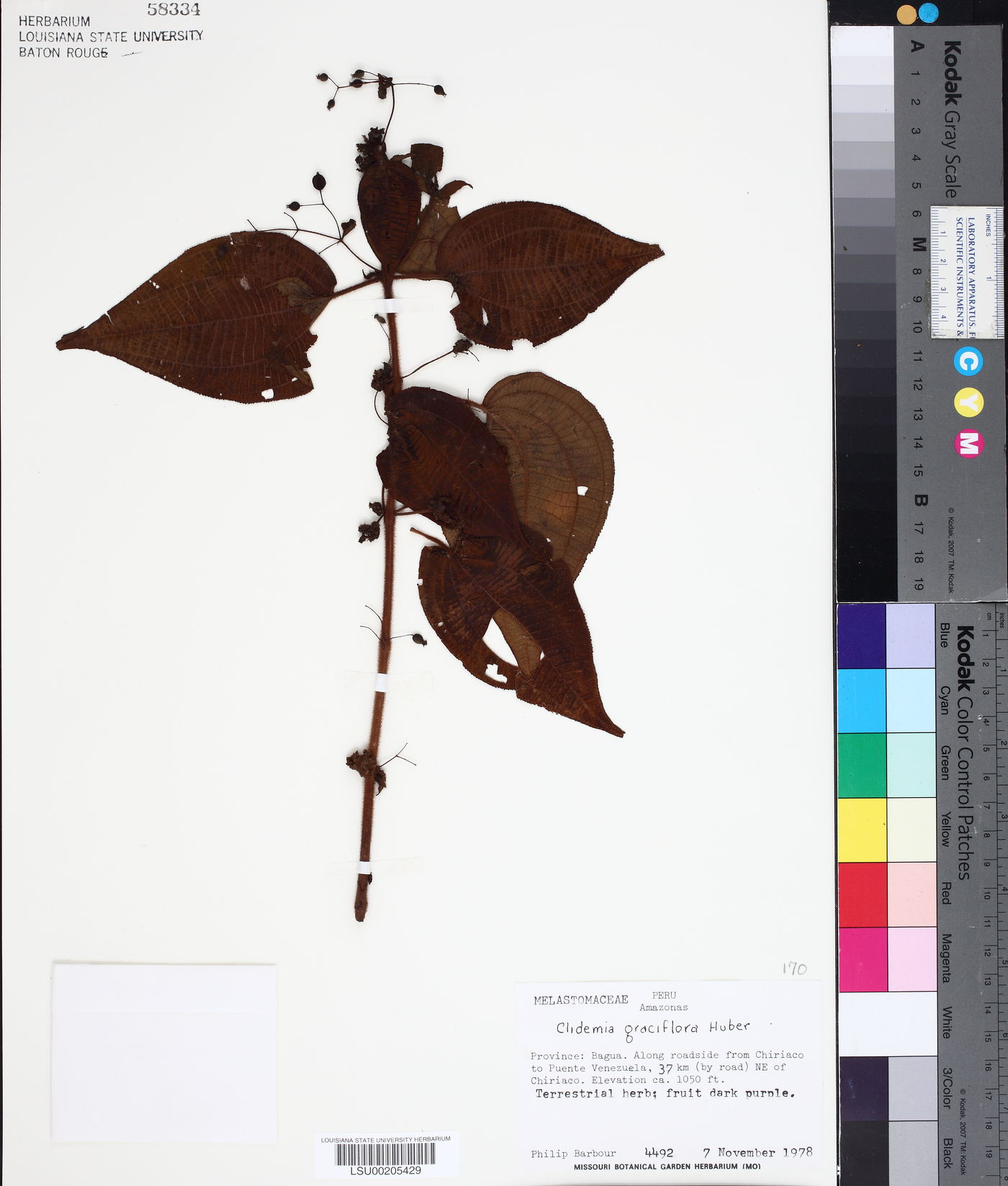 Miconia graciliflora image