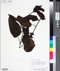 Clidemia hirta var. tiliifolia image