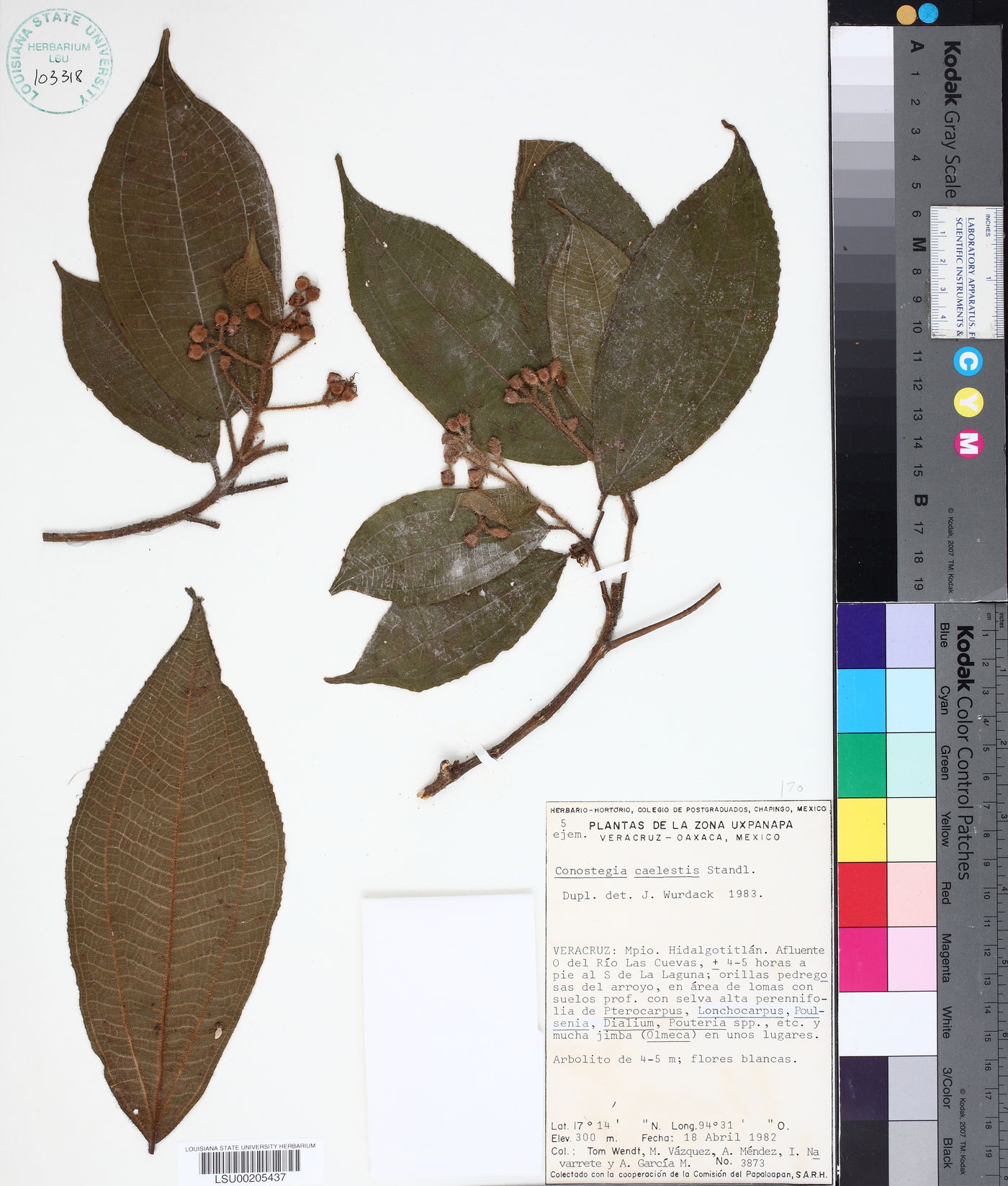 Conostegia caelestis image