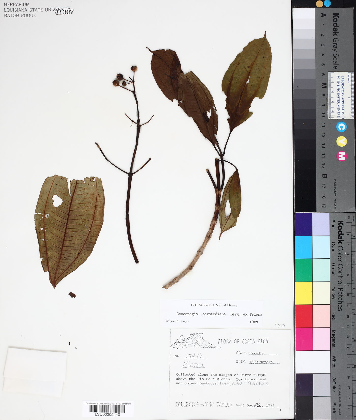 Conostegia oerstediana image
