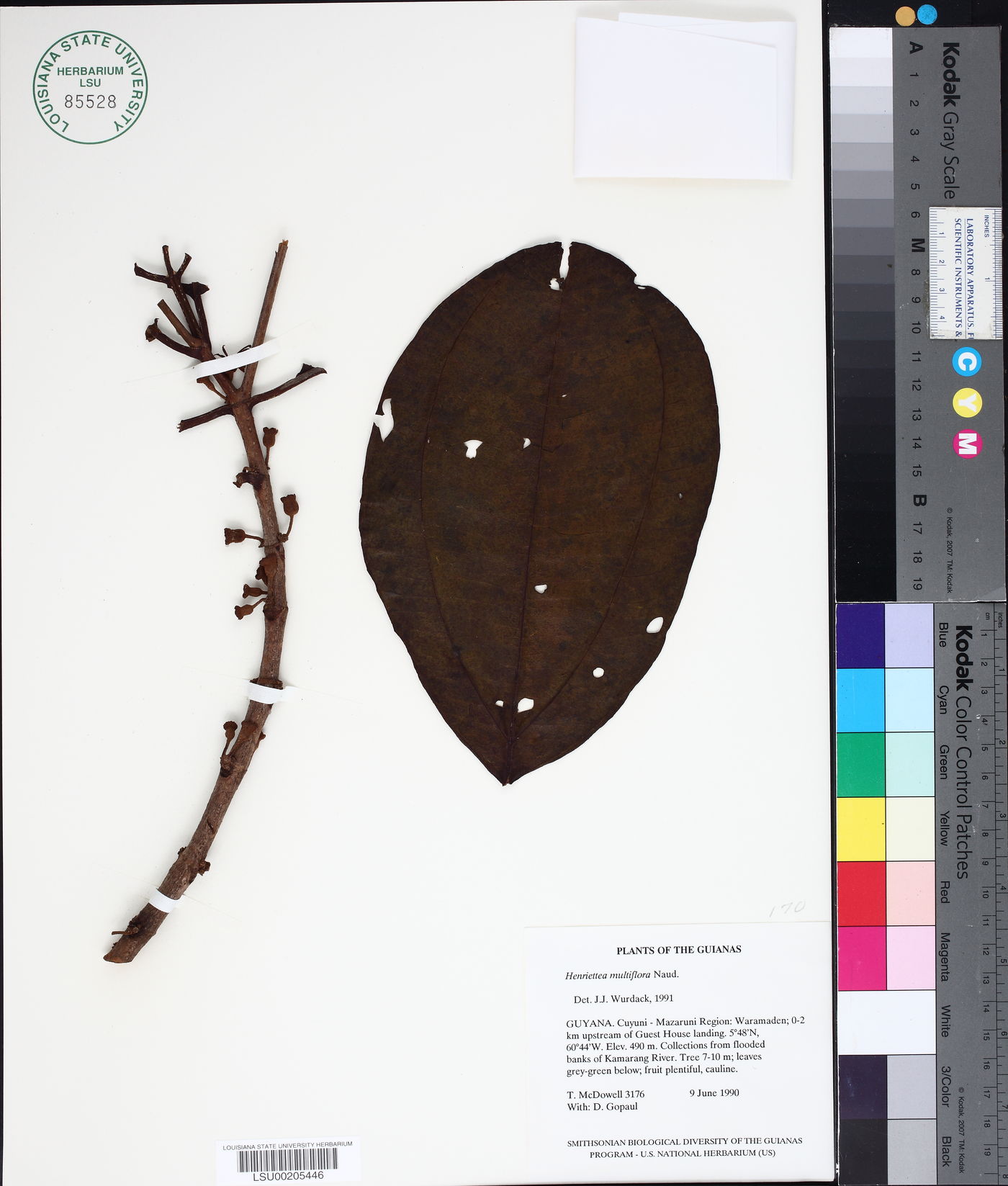 Henriettea multiflora image