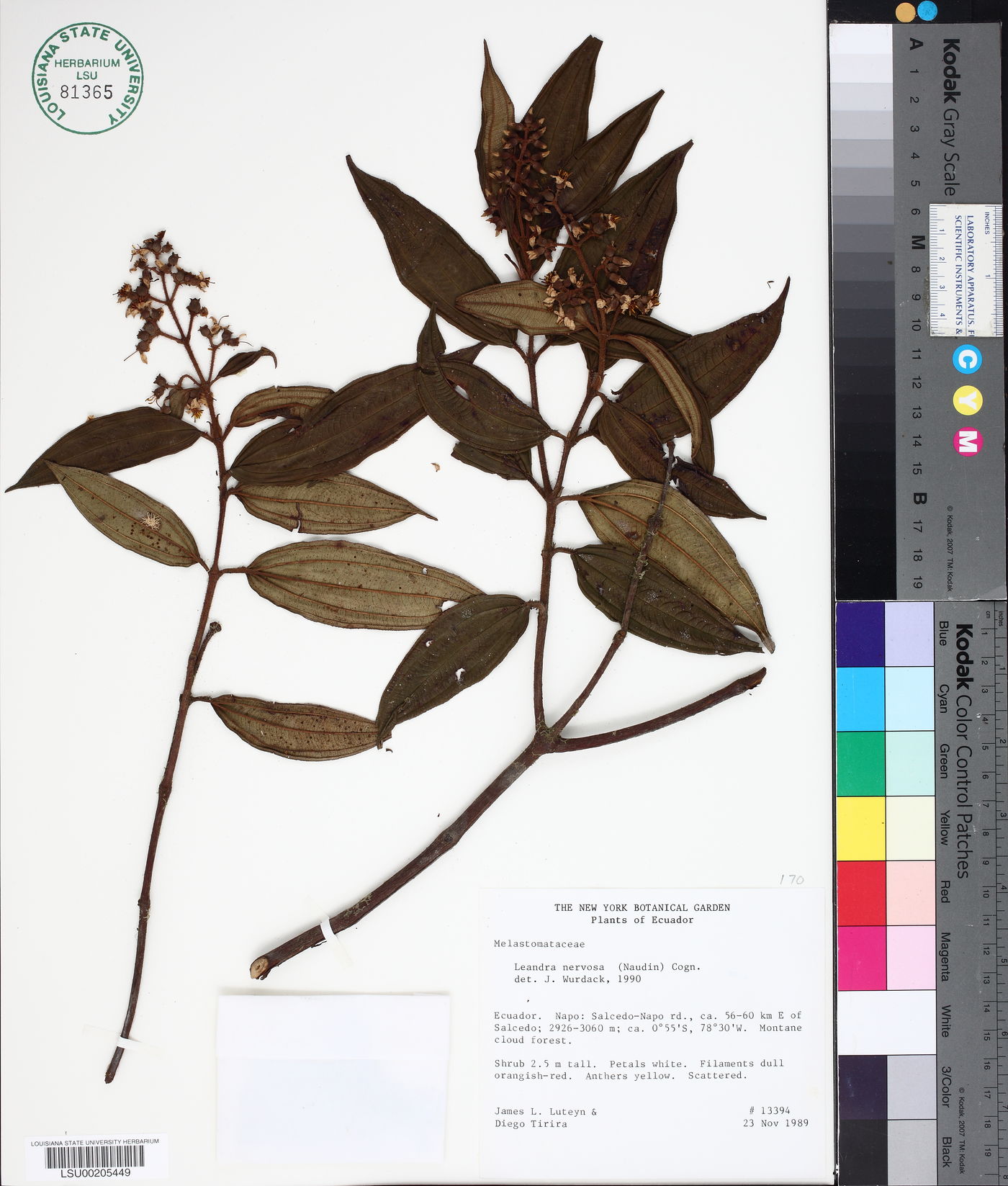 Miconia nervosissima image