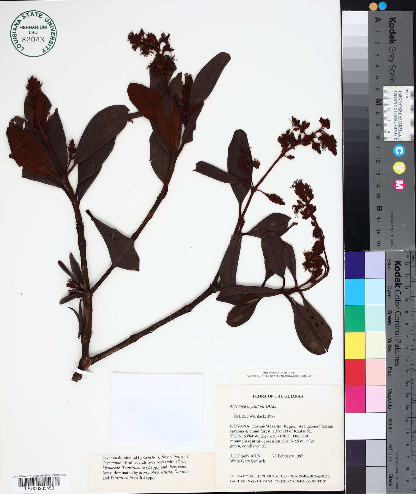 Macairea thyrsiflora image