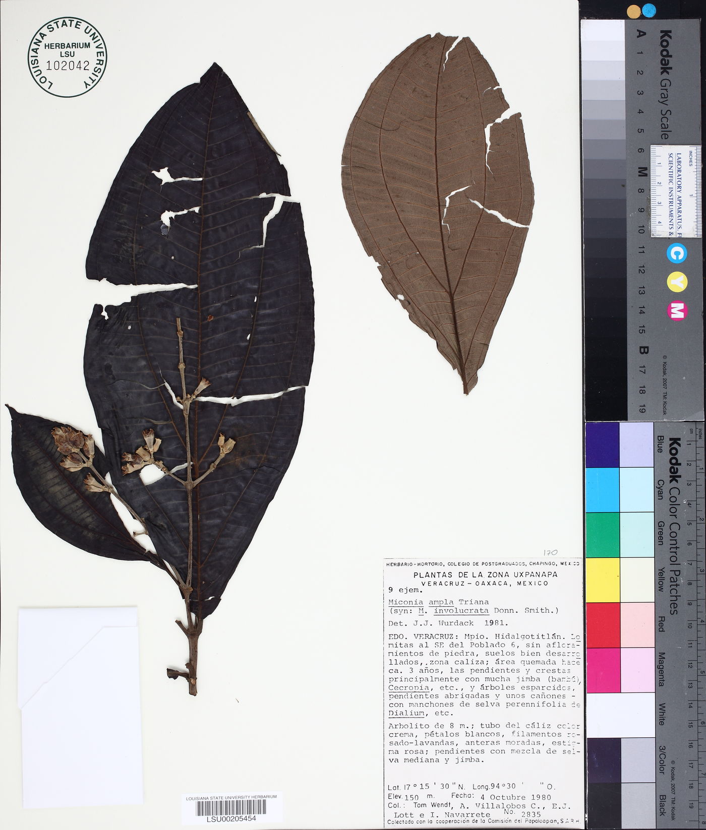 Miconia ampla image