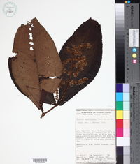 Miconia impetiolaris image