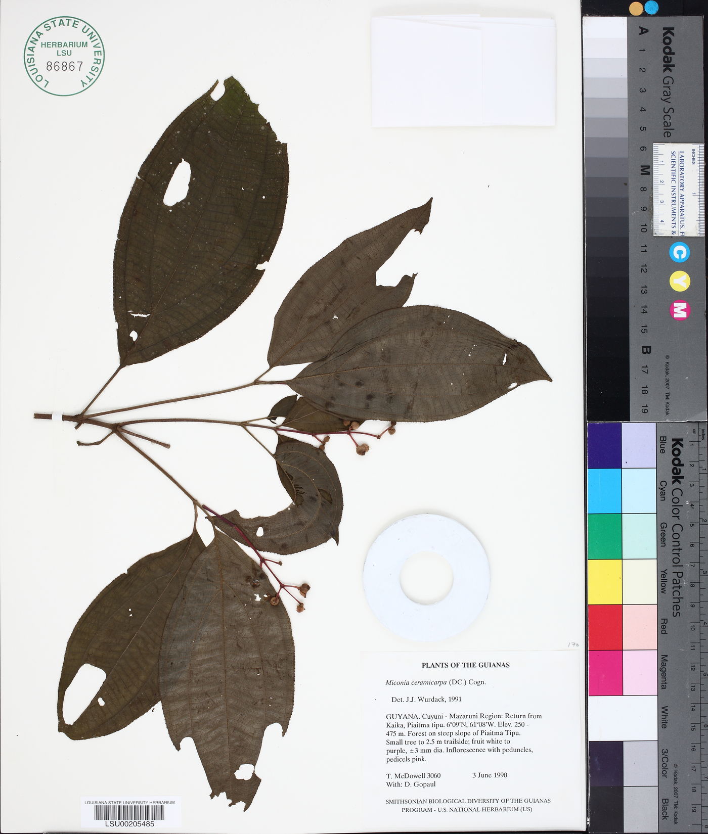 Miconia ceramicarpa image
