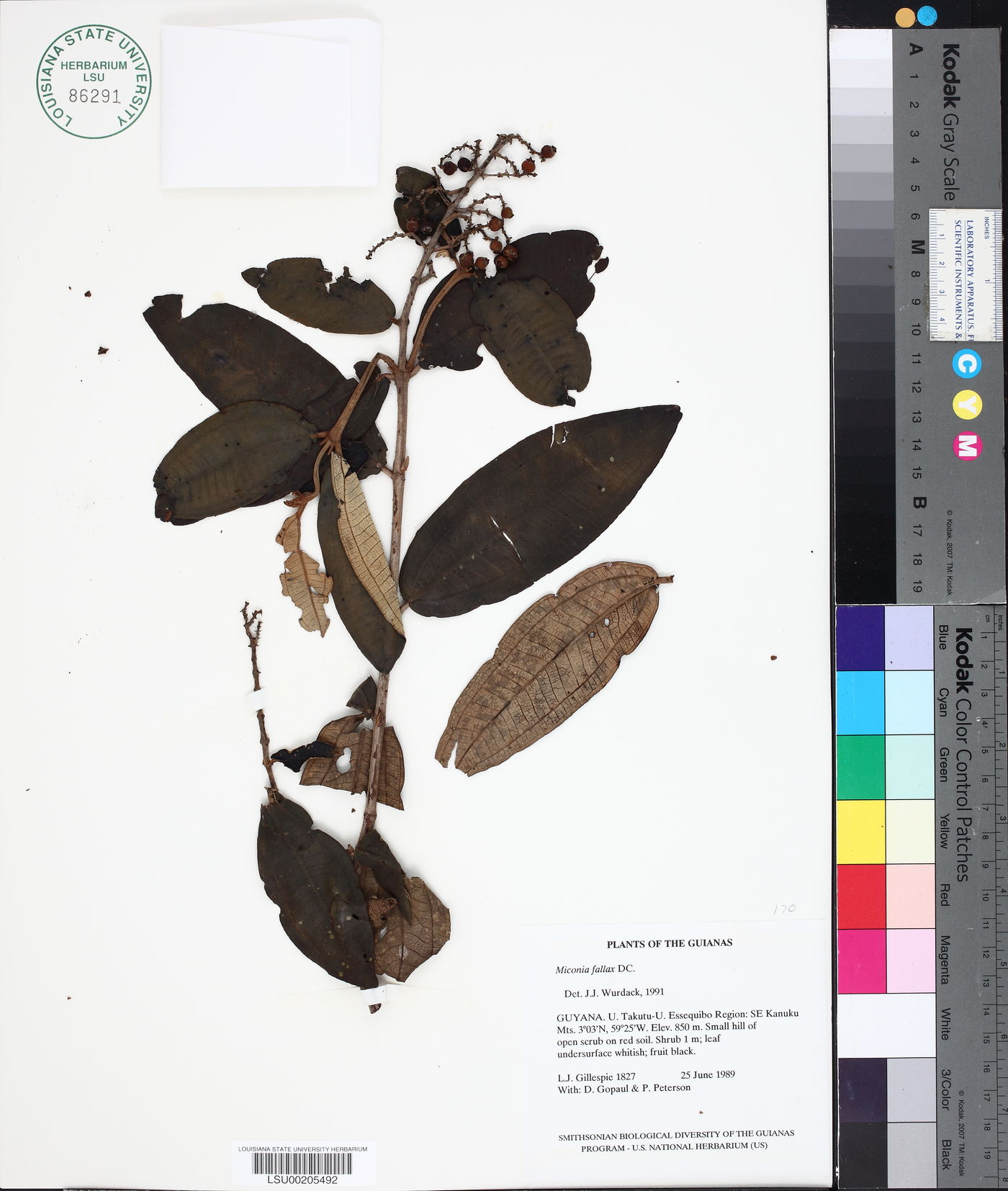 Miconia fallax image