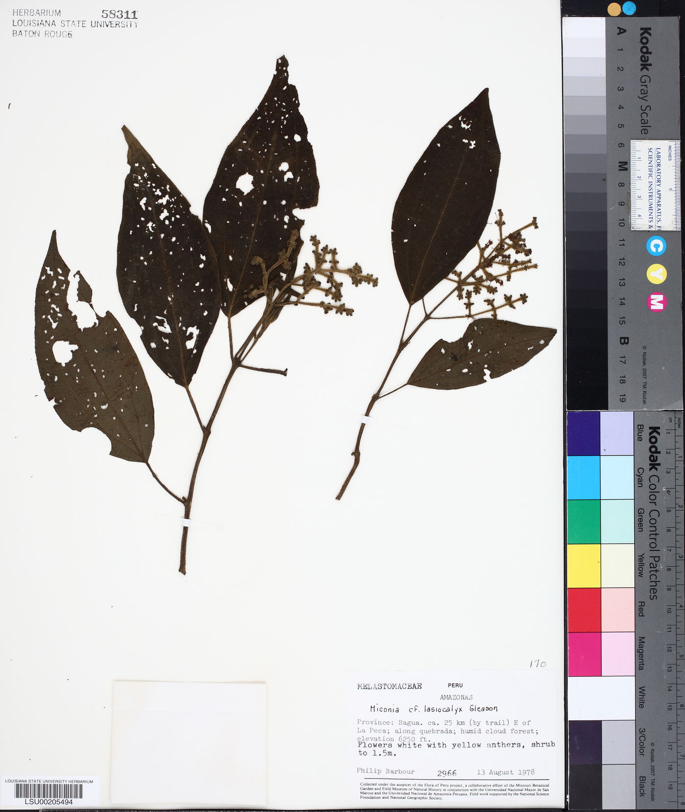 Miconia lasiocalyx image