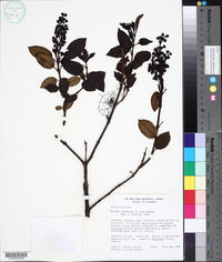 Miconia latifolia image