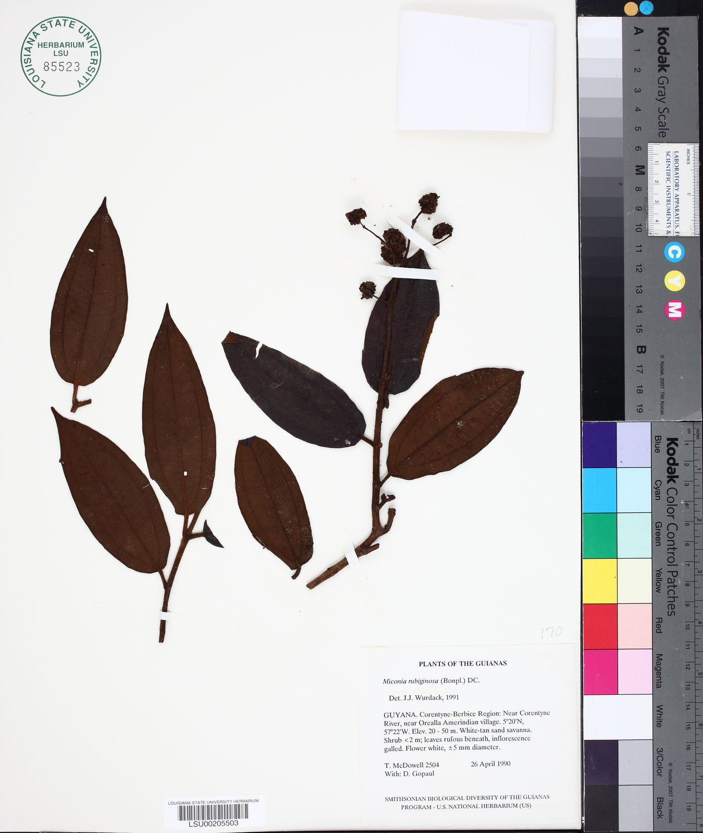 Miconia rubiginosa image