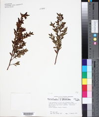 Monochaetum floribundum image