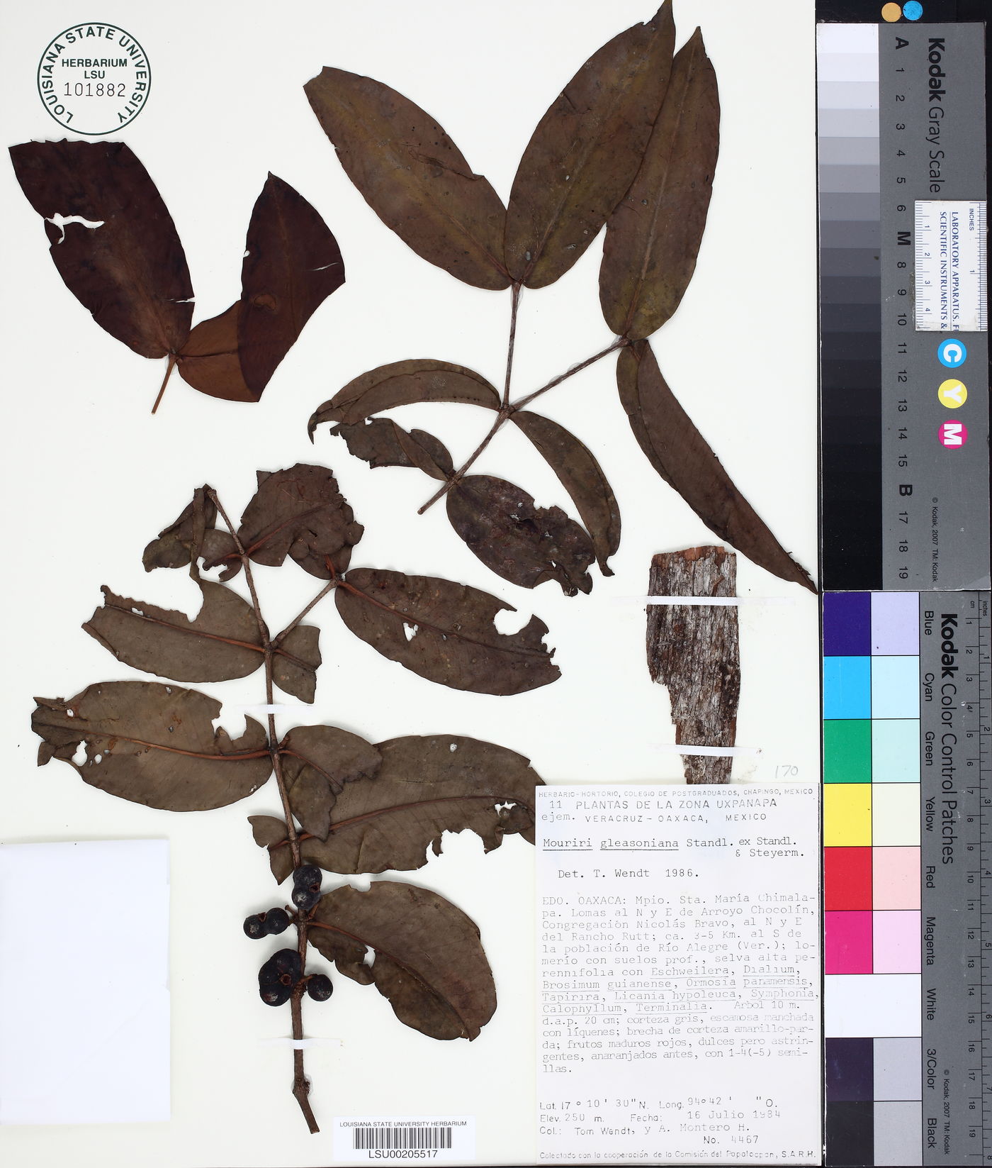 Mouriri gleasoniana image