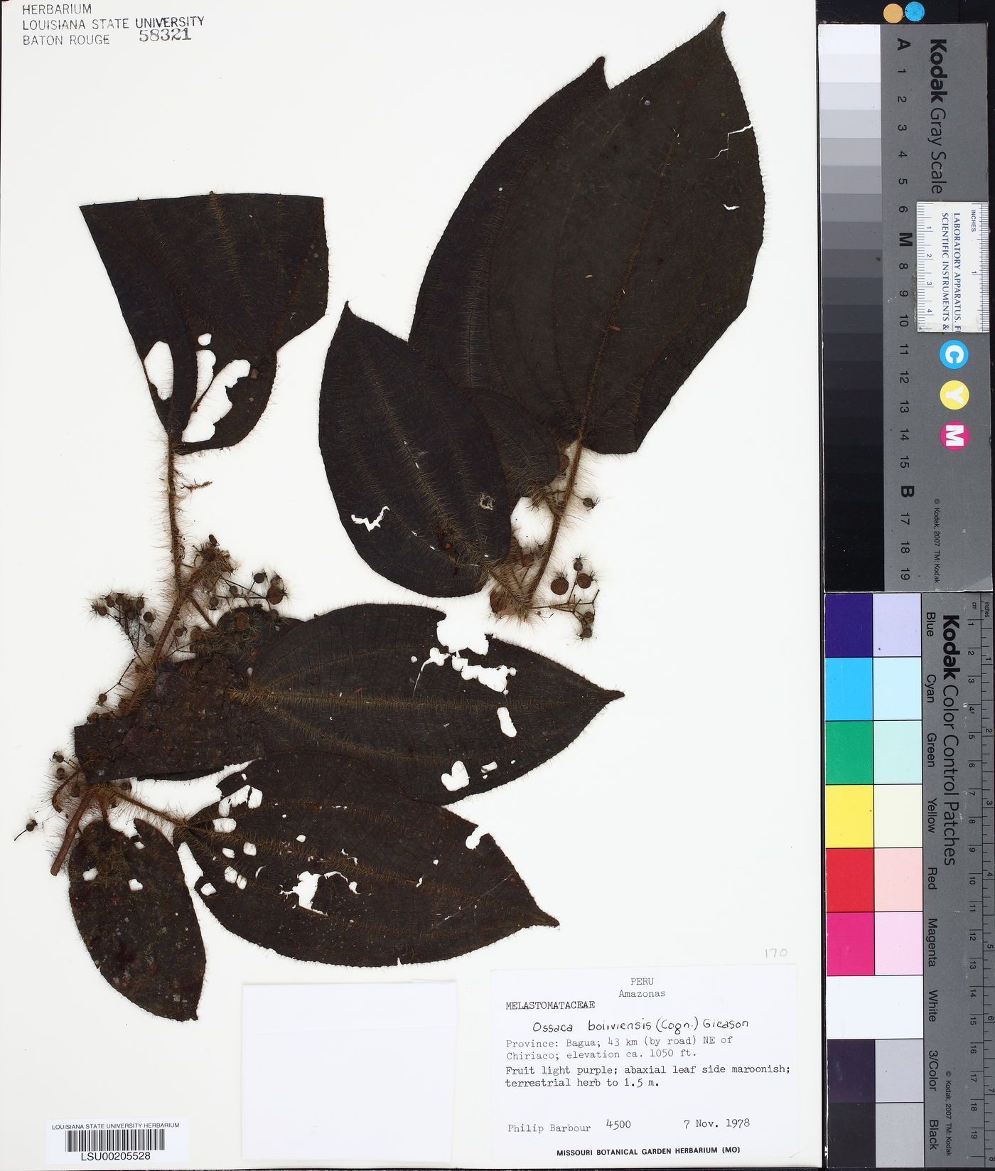 Miconia violascens image
