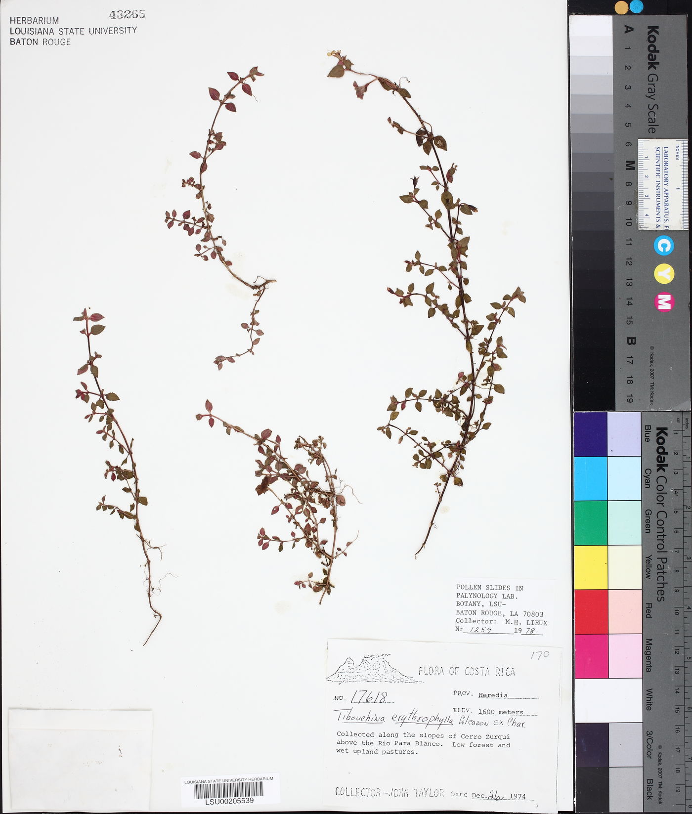 Pilocosta erythrophylla image