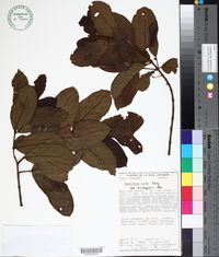 Combretum laxum image