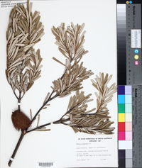 Banksia marginata image