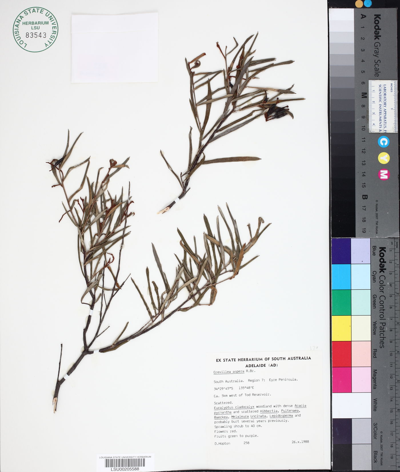 Grevillea aspera image