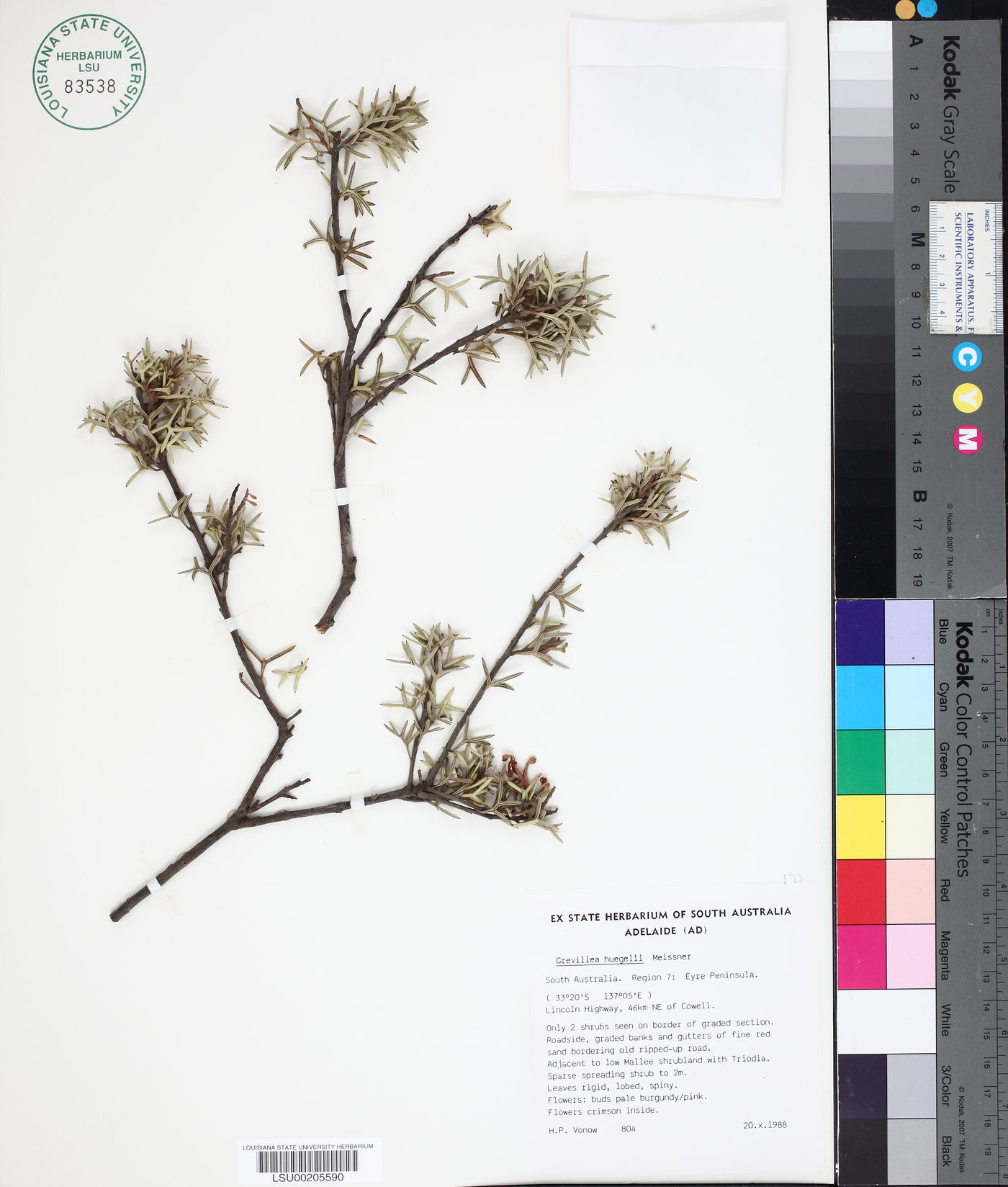Grevillea hugelii image
