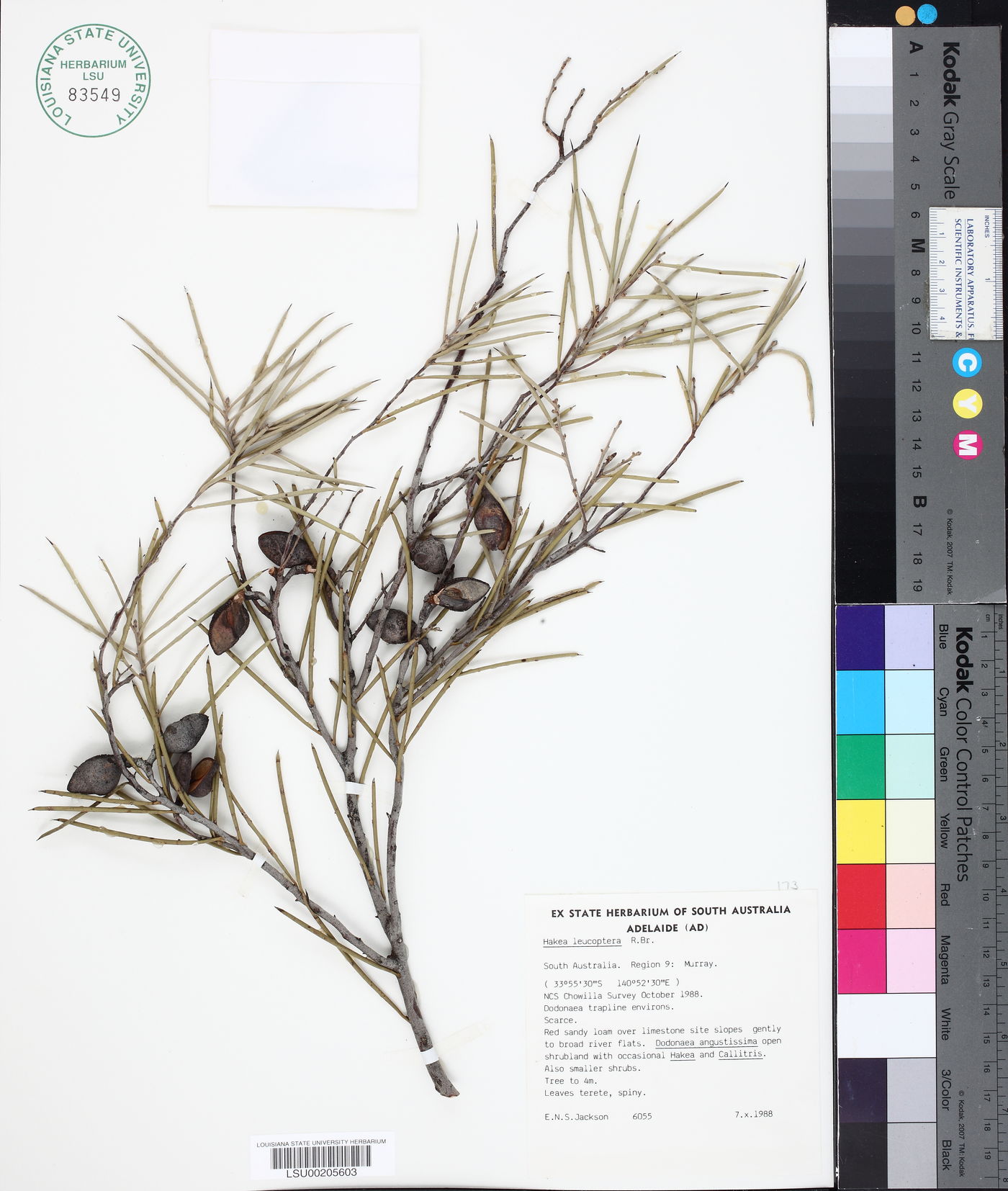 Hakea leucoptera image