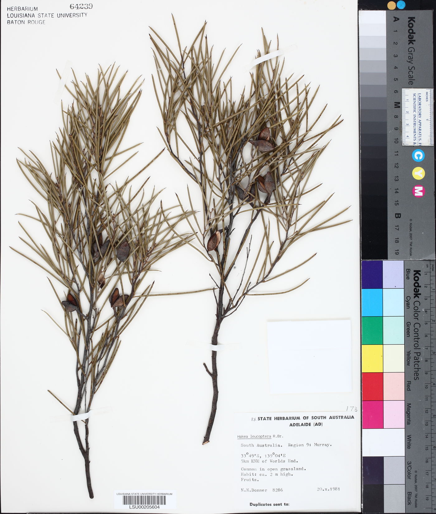 Hakea leucoptera image