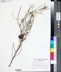 Hakea rostrata image