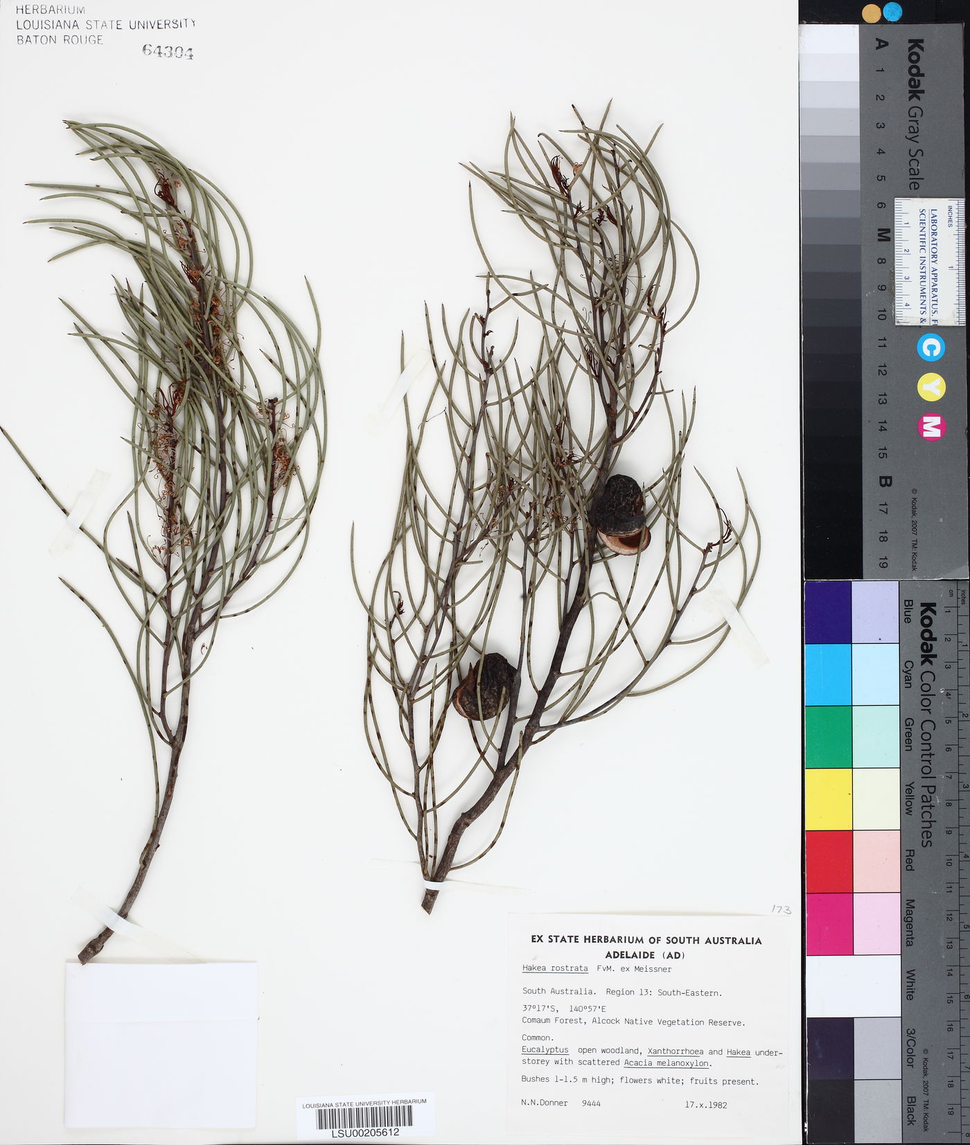 Hakea rostrata image