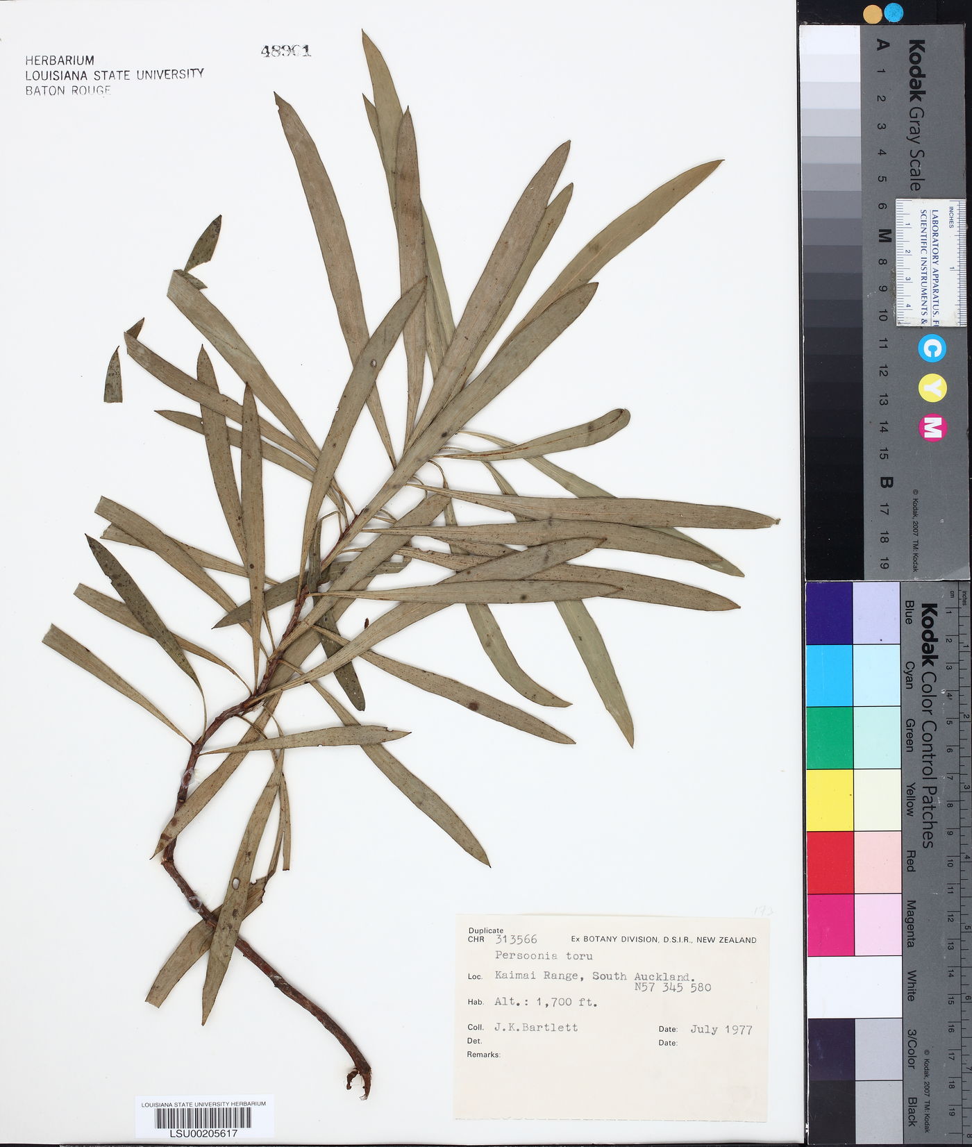 Toronia toru image