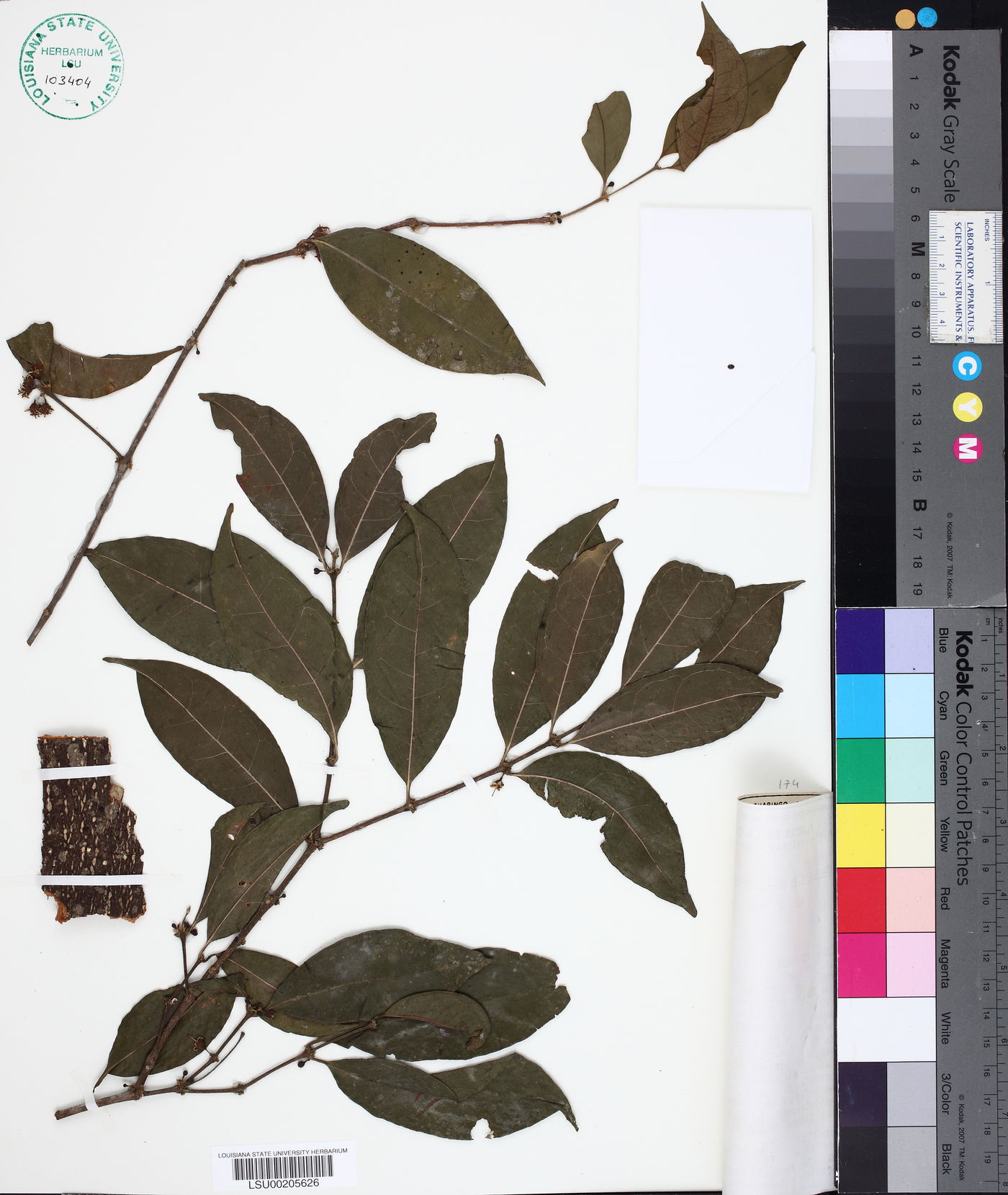 Cassipourea guianensis image