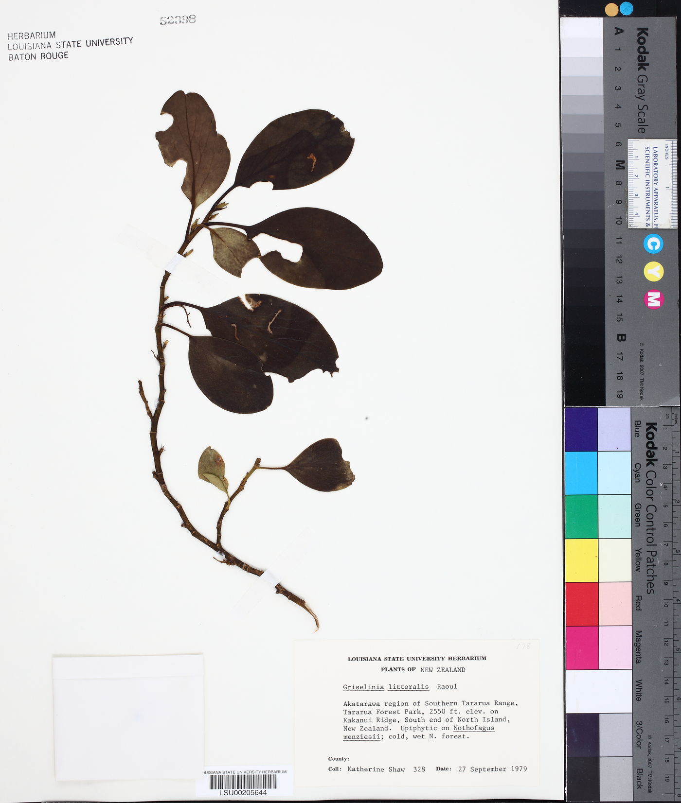 Griselinia littoralis image